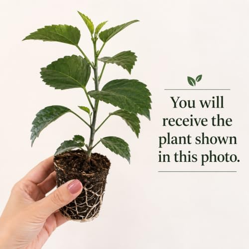 Blue Hibiscus Plant Live, Rose Hibiscus Flower Plant, Blue Purple Flowering Tropical Shrub, 4-8 Inch Tall, No Pot, No Ship TX - Image 2