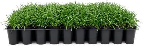 Dwarf Mondo Grass | 50 Live Plants | Ophiopogon Japonicus | Ground Cover Plant, Shade Tolerant Grass, Low Maintenance Landscaping, Evergreen Foliage, Dense Green Carpet, Drought Tolerant by FloridaFoliage