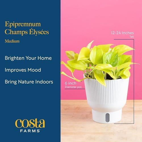 Costa Farms Champs Élysées Pothos, Live Indoor Plant, Trailing Vine - Image 4