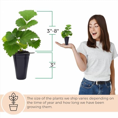 Boysenberry Plant (4 Pack) | Live Fruit Plant for Planting | Large, Juicy & Sweet Berries | Thorny & High-Yielding Variety | Grow Your Own Food in Your Edible Organic Garden | Perfect for Fresh Eating - Image 5