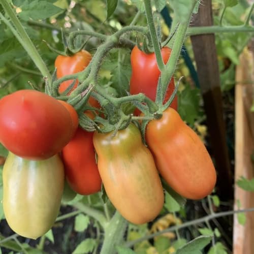 San Maranzo Tomato Plants, 4 Inch Pot - Image 5