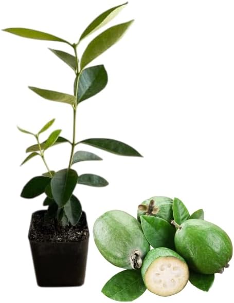 Pineapple Guava Tree Live Plant, Sweet Guavas Plant Tropical Fruit Tree 4-6 Inch Tall by MocNursery