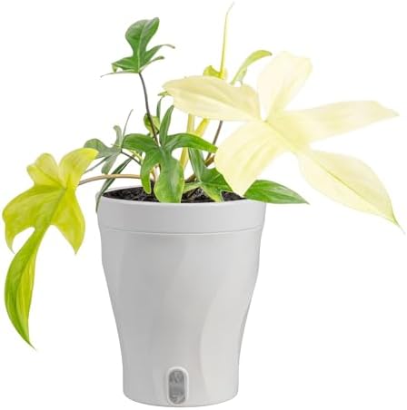Costa Farms Florida Ghost Philodendron, Live Indoor Plant, Tropical by Unknown