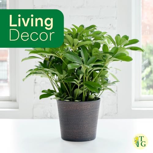 Live Arboricola Umbrella Tree Plant, Schefflera Arboricola, 6" Pot - Image 6