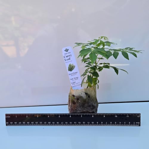 Daisy Ship Curry Leaf Plant Live Murraya Koenigii - 1 x 2-in Bag - Image 2