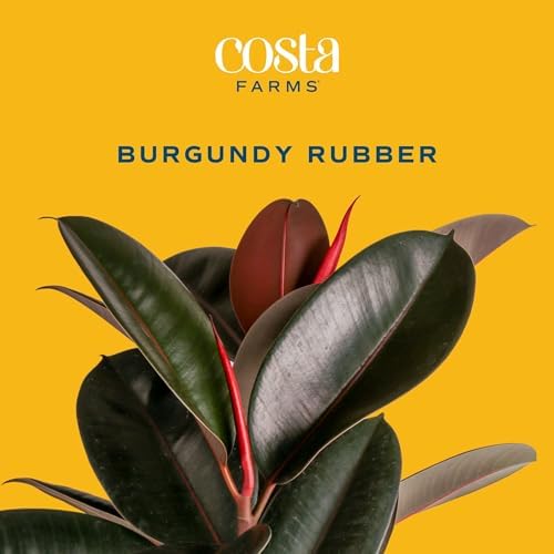 Costa Farms Rubber Plant, Live Indoor Plant, Easy Care, Home Decor - Image 3