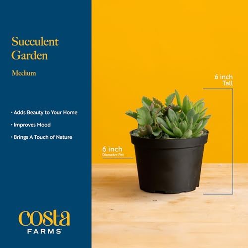 Costa Farms Mini Succulents, Live Indoor Plant, Easy Care, Home Decor - Image 4