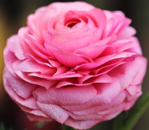 Mixed Peony Ranunculus Bulbs- Persian Buttercup -10 Corms Bulbs Flowering Blooms Perennial Bulbous Root Garden Plant (Pink) - Image 6