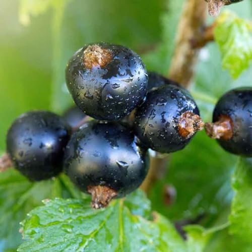 Black Currant Live Plant, Cold Hardy Berry Fruit Seedling, 5-9 Inch Tall - Image 2