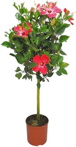 Hibiscus Tree Live - Pink Flowers - Overall Height 38" to 44", 3 Gallon Pot - Tropical Plants of Florida by TropicalPlantsofFlorida
