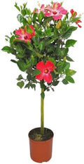Hibiscus Tree Live - Pink Flowers - 3 Gallon Pot - Tropical Plants of Florida - Overall Height 44" to 48" by TropicalPlantsofFlorida