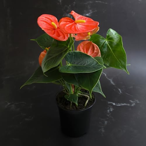 Orange Anthurium Live Plant (Approx. 11-14" Tall), Real Flowers/Unique House Plants in 4" Nursery Pot, Floral Desk Plant, Air Purifying Plants & Cool Gifts for Plant Lovers by Plants for Pets - Image 3