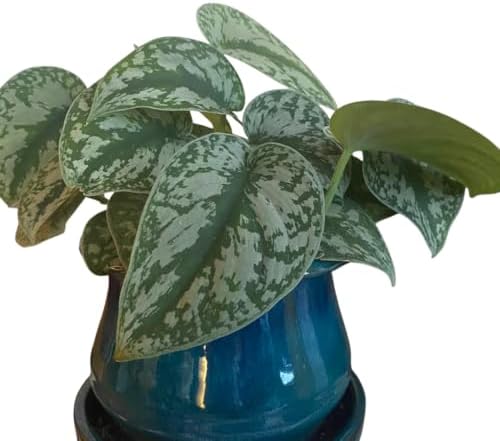 Silver Pothos Live Plant, Trailing Vine Plants, 4-6 Inches Tall - Image 5