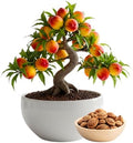 Bonsai Peach Tree Seeds – 2 Large Seeds for Miniature Fruit-Bearing Trees – Easy to Grow, Hardy, Produces Sweet Peaches - Great for Beginner Bonsai - Ideal for Home Garden by CZGrain