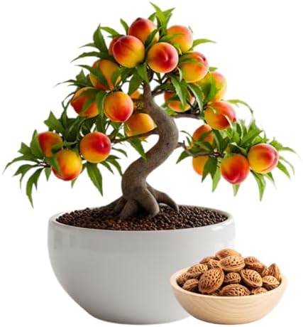 Bonsai Peach Tree Seeds – 4 Large Seeds for Miniature Fruit-Bearing Trees – Easy to Grow, Hardy, Produces Sweet Peaches - Great for Beginner Bonsai - Ideal for Home Garden by CZGrain