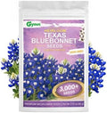 Texas Bluebonnet Seeds 3000+ to Plant - Lupinus texensis with Full Growing Guide - Iconic Annual Blue Wildflower - Drought Tolerant for Meadows & Gardens - Fall Planting for Spring Blooms by Unknown