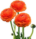 Ranunculus Sunset 10 Flower Bulbs - Spring Blooms, Tecolote Buttercups by EasytoGrow