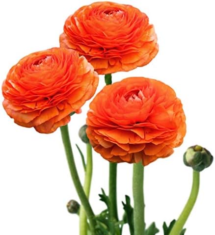 Ranunculus Sunset 10 Flower Bulbs - Spring Blooms, Tecolote Buttercups by EasytoGrow