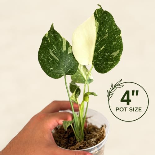 Monstera Thai Constellation Starter Live Plant - Swiss Cheese Houseplant - Image 2