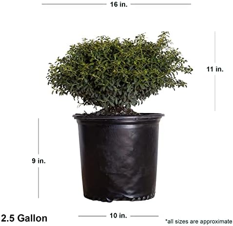 Soft Touch Holly (2.5 Gallon) Finely Textured Compact Evergreen Shrub - Full Sun Live Outdoor Plant - Ilex crenata - Image 2