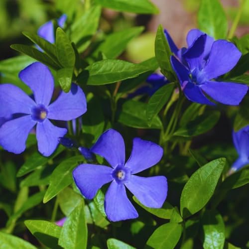 24 Vinca Periwinkle Live Plants, Ground Cover Flower Plant, 6 Inch Tall - Image 2