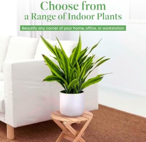 American Plant Exchange Dracaena Lemon Lime – 3-Gallon with Pot – Live Indoor/Outdoor Air Purifying Plant, Vibrant Green Foliage for Home, Office, or Patio Decor - Image 4