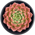 2" Live Succulent Sedeveria Pink Ruby, Easy Care & Drought Tolerant by FleshyFlora