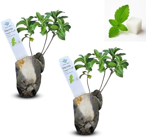 Stevia Sugar Leaf - 2 x 2 inch Bags by DaisyShip