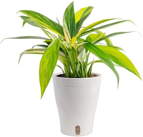 Costa Farms Pothos Amplissimum, Live Indoor Plant, Air Purifying by Unknown