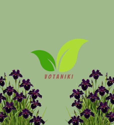 Votaniki Black Gamecock Louisiana Iris #1 Size Bare Root, Deep Purple 4 to 6 Inch Flowers for Rain Gardens, Water Gardens, Borders, Cut Flowers and Mass Planting - Image 7