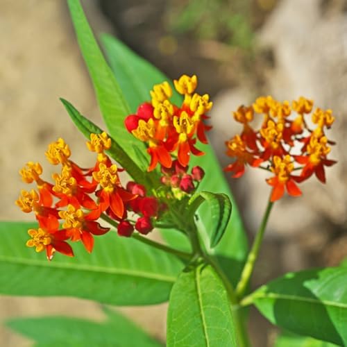 2 Tropical Milkweed Live Plants, Flowering Plant, 4-7 Inch Tall - Image 7