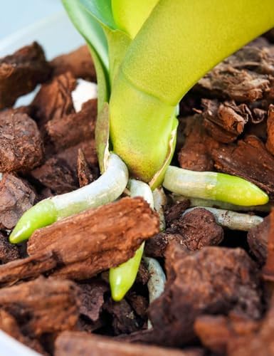 TOYPOPOR Orchid Potting Mix, (3 Quarts)Orchid Bark With Perlite, Potting Soil Medium for Plant Indoor, Pine Bark Wood Chips for Houseplant Fast Drainage, Water Retention, Air Flow and Root Ventilation - Image 5