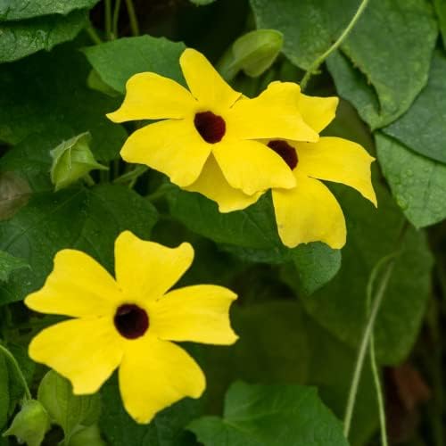 Park Seed Black-Eyed Susan Vine – Pack of 25 - Image 3
