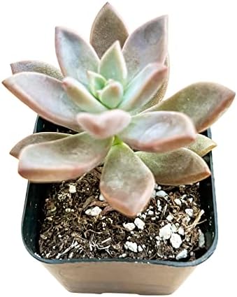 Sprout N Green Golden Sedum Live Sedum adolphi Succulent Plant - Image 3