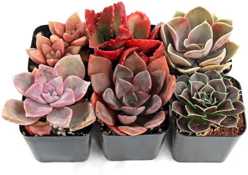 Mountain Crest Gardens Pink, Purple & Red Succulent Pack - 6 Live Plants in 2 Inch Pots - Real Succulents for Indoor/Outdoor Decor, DIY, and Gifts - Image 2