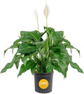 Costa Farms Peace Lily, Live Indoor Plant, Air Purifying, White Blooms by Unknown