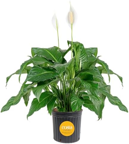 Costa Farms Peace Lily, Live Indoor Plant, Air Purifying, White Blooms by Unknown