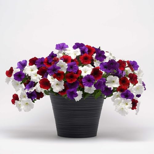 Eden Brothers Petunia Seeds - Easy Wave The Flag Mix - Image 3