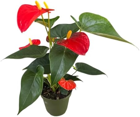 Anthurium (12"-14" Tall) Unique and Gorgeous Live Indoor Plant, Easy Care and Easy to Grow, Bloom Plant, 4 inch Pot (Orange) - Image 2