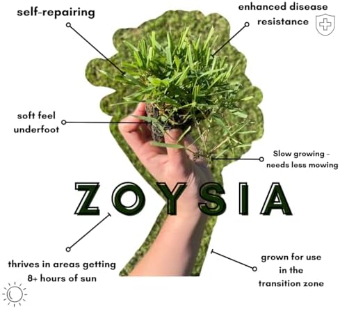 Zoysia Plugs - 100 Full Zoysia Grass Plugs | Mature Roots | Individually Grown - Image 4