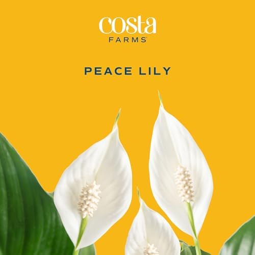 Costa Farms Spathiphyllum Peace Lily Live Indoor Plant, 3-Foot - Image 3