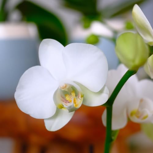 Premium White Live Orchid Plant Blooming in 3.5" Blue & White Orchid Pot, Live Plants, Houseplant Gifts, Approx. 16" Tall, Pet Friendly Houseplants, Phalaenopsis Moth Flower by Plants for Pets - Image 7