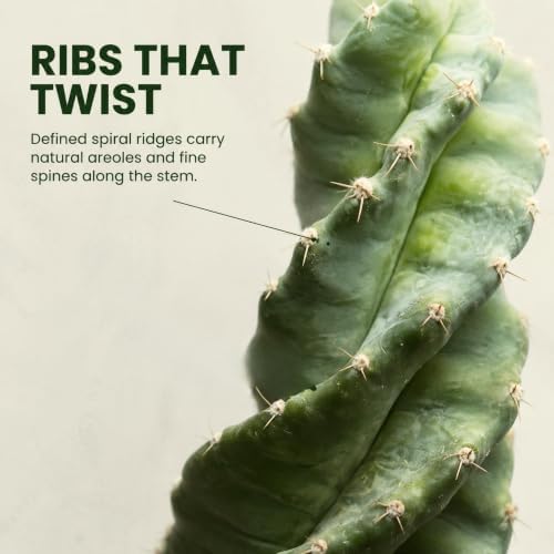 Spiral Cactus Live Plant, 4 Inch Rare Spiralis Succulent Houseplant - Image 2