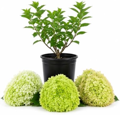 Green Hydrangea Live Plant, 6-12 Inch Tall - Image 3