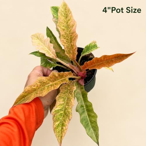 Philodendron Golden Serratum Marble Live Plant, 4 Inch Variegated - Image 2