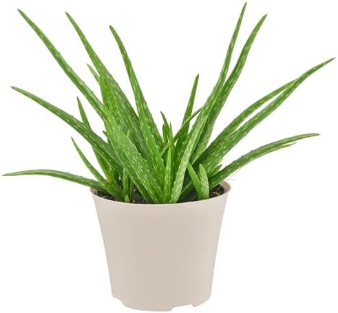 Arcadia Garden Products Live Aloe Vera Succulent Easy Indoor Houseplant in Plastic Pot, Air Purifying Ornamental Plant Gift for Home and Garden Décor, 6 Inch - Image 2