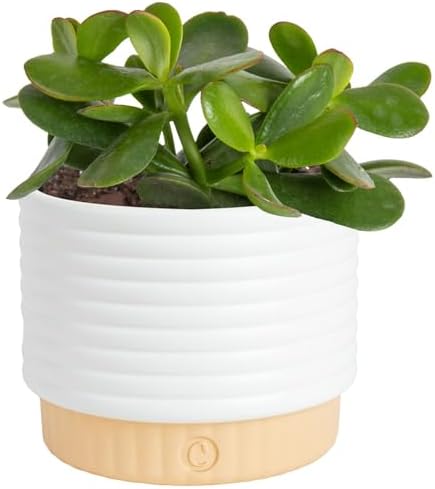 Costa Farms Succulent, Live Indoor Jade Plant, Easy Care, Home Decor by Unknown