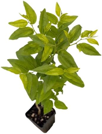 Jujube GA-866 Value Pack - 2 Plants - Edible Fruit Trees - Image 4
