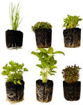 Herb Seedlings: Ready-to-Plant Seedlings, Starts, Plugs, Garden-Ready, Live Plants, Transplants, Pre-sprouted, for Soil & Hydroponic Gardens (60 seedlings) by CercaCultivation