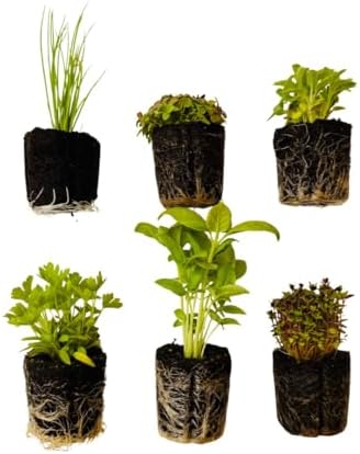 Herb Seedlings: Ready-to-Plant Seedlings, Starts, Plugs, Garden-Ready, Live Plants, Transplants, Pre-sprouted, for Soil & Hydroponic Gardens (12 seedlings) by CercaCultivation